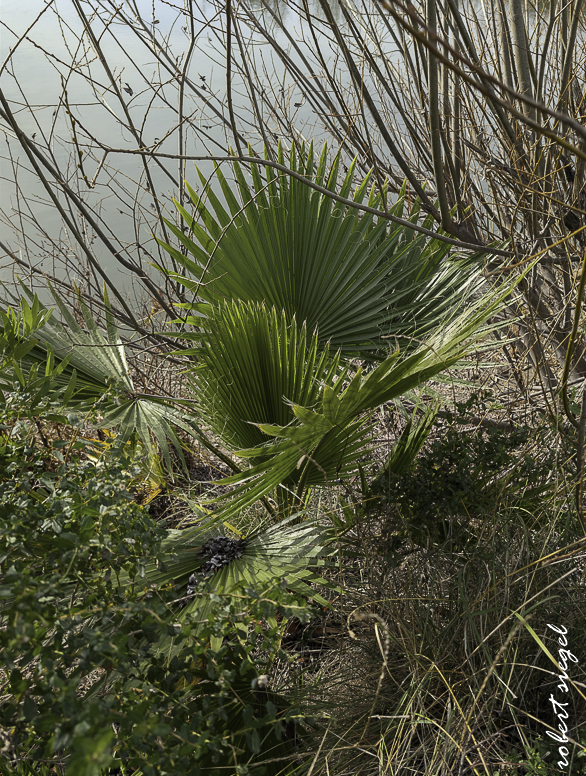 emily renzel wetlands 2026